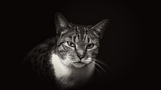 gray tabby cat sitting thumbnail