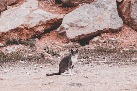 gray and white fur cat near brown rocks thumbnail