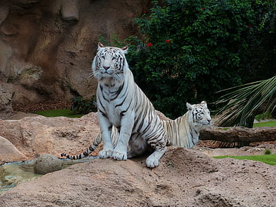 white tigers thumbnail