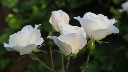 selective focus photography of white roses thumbnail