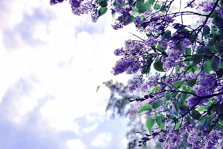 purple flowers during daytime thumbnail