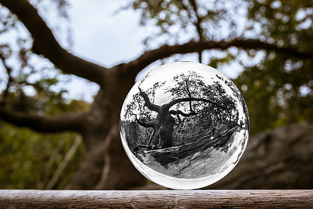 selective focus photo of glass globe reflecting tree with leaves at daytime thumbnail