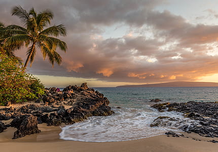 green palm tree on seashore under white clouds thumbnail
