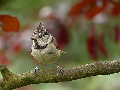shallow focus photography of brown and white bird on tree branch thumbnail