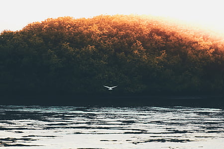 white bird flying above body of water near green trees during daytime thumbnail