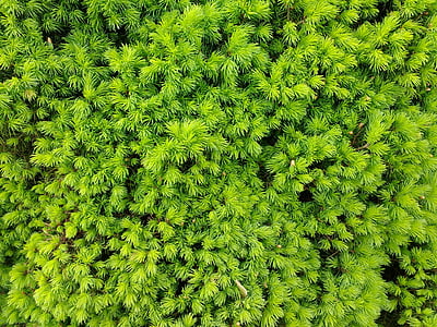 green leaf plant taken during daytime thumbnail