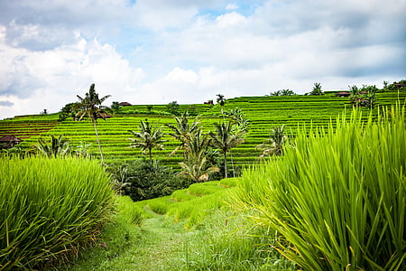 palm tree beside green bushes thumbnail