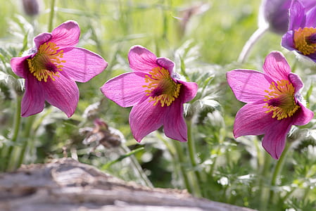 shallow focus photo of pink petaled flowers thumbnail