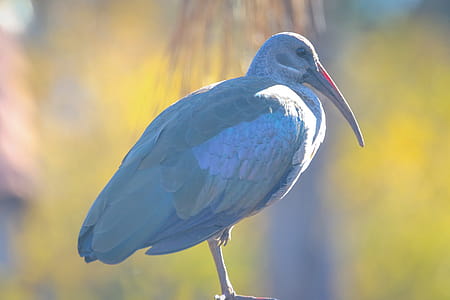 Selective Focus Photograph of Gray and Green Bird thumbnail