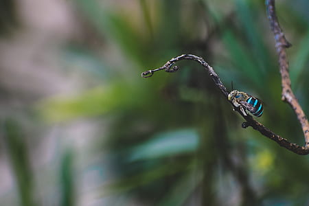 selective focus photography of black and teal bee perching on brown branch thumbnail