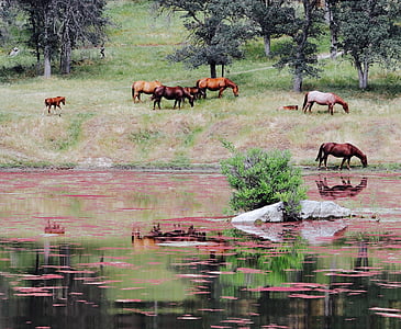 herd of horse on green grass near calm body of water thumbnail