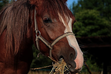 brown horse selective focus photography thumbnail