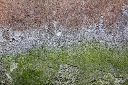 green moss on brown surface thumbnail