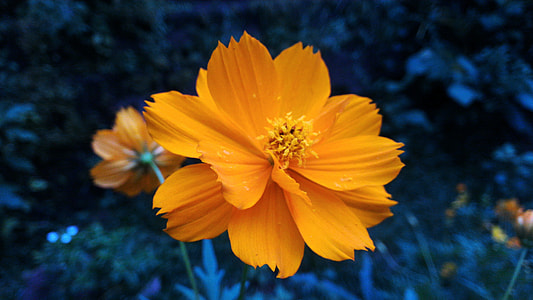 orange cosmos flowers closeup photo thumbnail