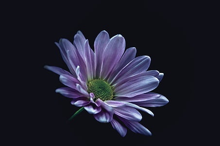 purple flower thumbnail