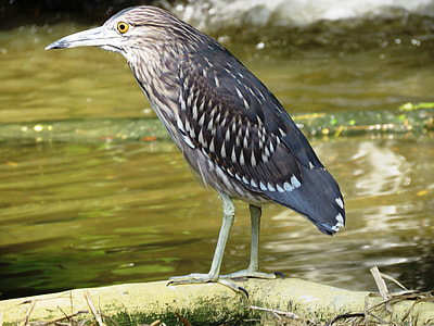 bird standing on rock thumbnail