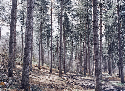 Conifer Forest, Forest thumbnail