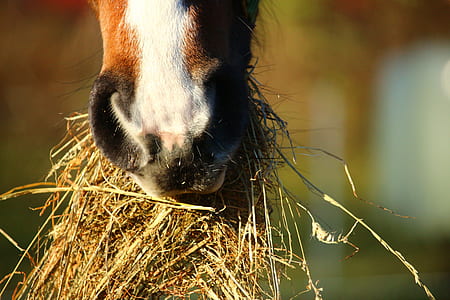 horse eating hay thumbnail