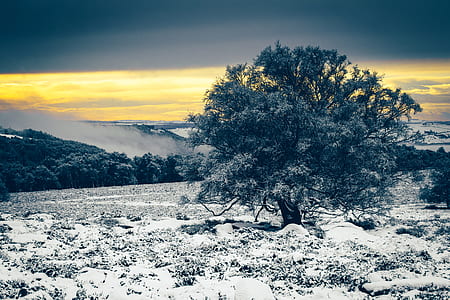 green leafed tree on snowy ground thumbnail