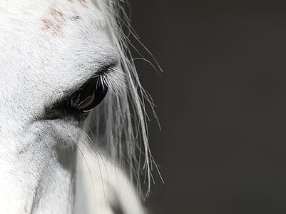 shallow focus photography of horse eye thumbnail