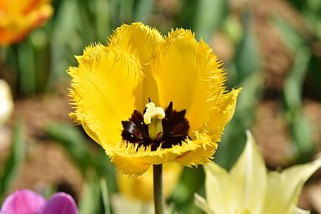 yellow tulip flower in bloom selective focus photography thumbnail