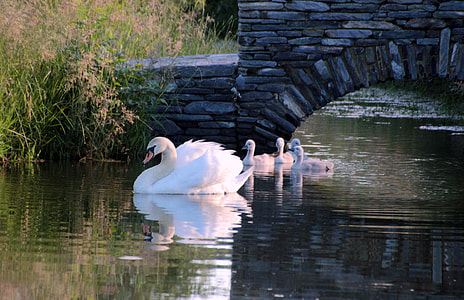 white swan on creek swimming together with babies near concrete bridge surrounded by green grasses during daytime thumbnail