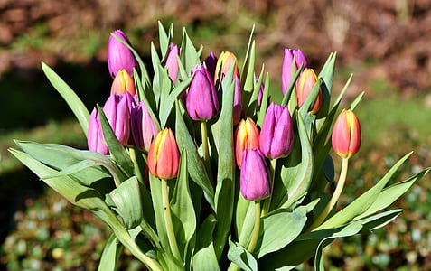 shallow focus photography of purple and red tulips thumbnail