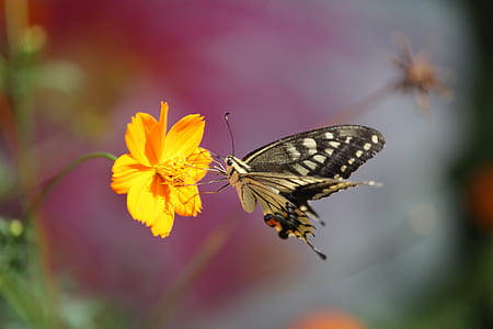 close up photo of tiger swallowtail butterfly perched on yellow flower thumbnail