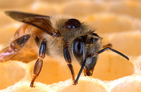 close-up photography of honeybee on honeycomb thumbnail