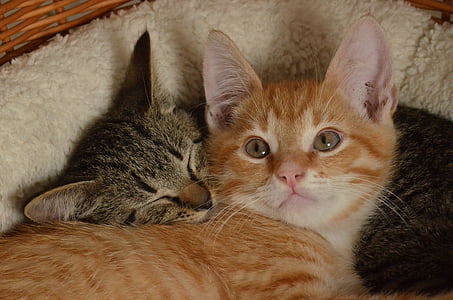 orange and silver tabby cat thumbnail
