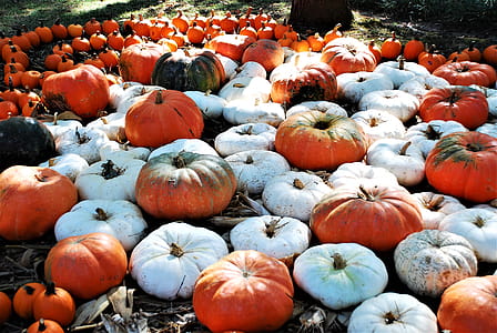 White and Orange Pumpkins on Ground thumbnail
