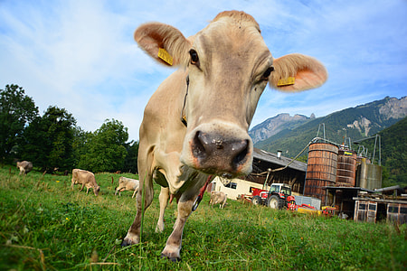 brown cow calf on green grass field thumbnail