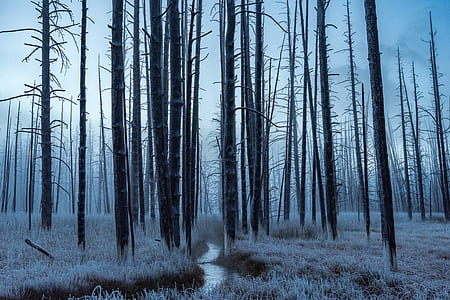 withered trees on forest thumbnail