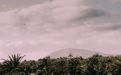green trees thumbnail