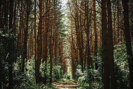 brown bare trees during daytime thumbnail