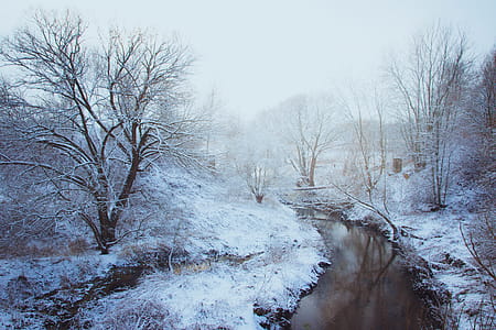 Woodland Stream Covered With Snow thumbnail