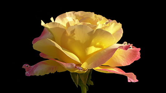 yellow and pink petaled flower thumbnail