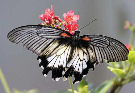 black and white long wing butterfly on pink petaled flower thumbnail