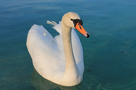 white swan floating on calm water at daytime thumbnail
