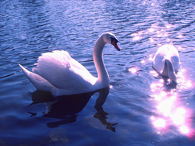 two white ducks on body of water thumbnail