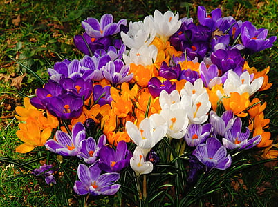 orange, white, and purple petaled flowers thumbnail