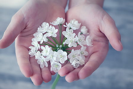 person holding white flowers thumbnail