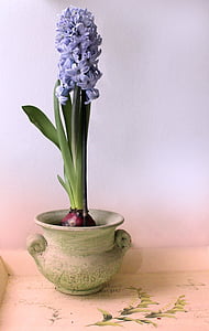 purple beet flowers in white ceramic pot thumbnail