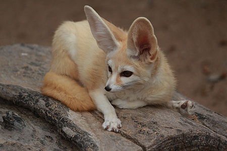 brown and white big ears animal on woo thumbnail