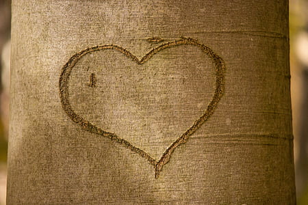 close-up photo of tree with heart engrave thumbnail
