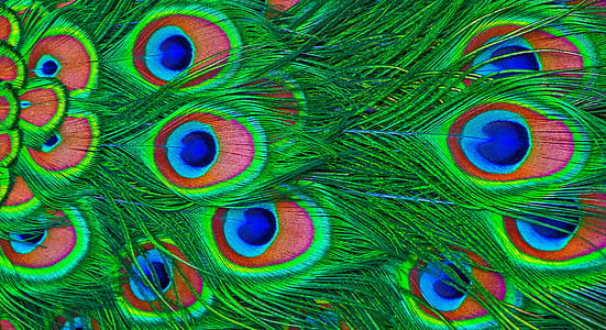 green, blue, and red peacock feathers thumbnail