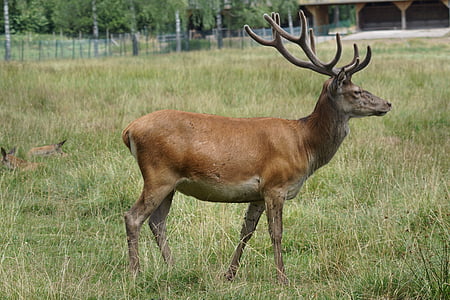 brown deer standing on grass at daytime thumbnail