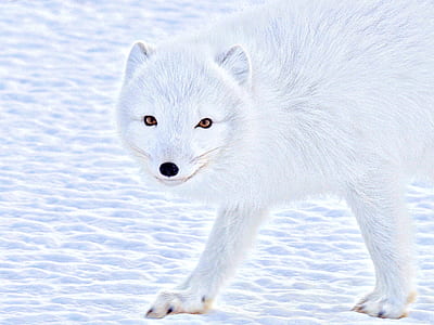 snow wolf thumbnail