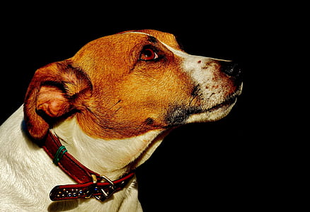 brown and white dog thumbnail