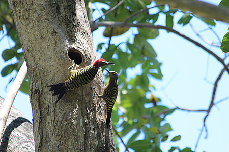 Hispaniolan Woodpecker thumbnail